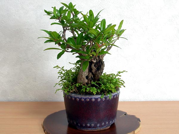 ザクロA（ざくろ・柘榴）ミニ盆栽の販売と育て方・作り方・Punica granatum bonsaiphoto