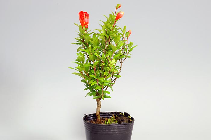 ザクロB（ざくろ・柘榴）実もの盆栽の販売と育て方・作り方・Punica granatum bonsai bonsai