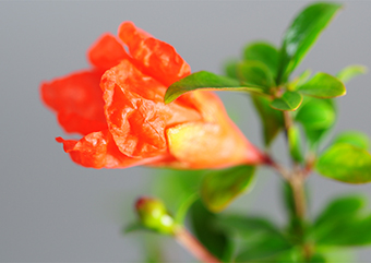 ザクロの花（ざくろ・柘榴）盆栽の樹作りの参考樹形・Punica granatum Best bonsai