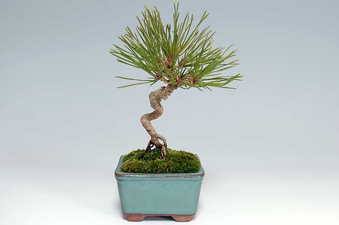 アカマツK（あかまつ・赤松）松柏盆栽の販売と育て方・作り方・Pinus densiflora bonsai