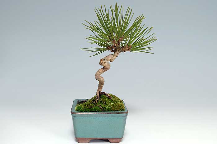 アカマツK（あかまつ・赤松）松柏盆栽を左側からみた景色・Pinus densiflora bonsai