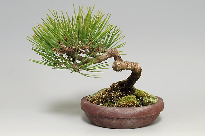 アカマツ-L（あかまつ・赤松）松柏盆栽の販売と育て方・作り方・Pinus densiflora bonsai