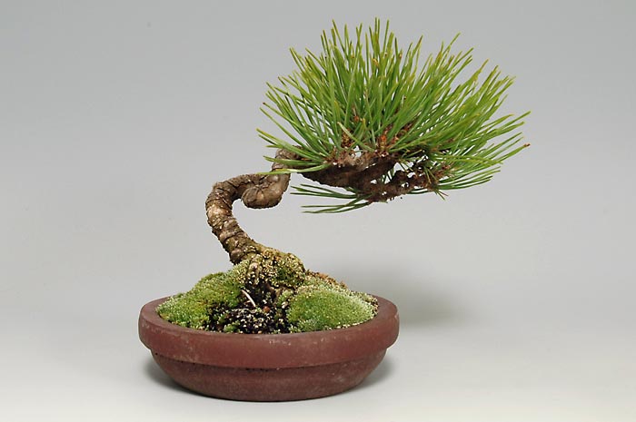 アカマツ-L（あかまつ・赤松）松柏盆栽を裏側から見た景色・Pinus densiflora bonsai