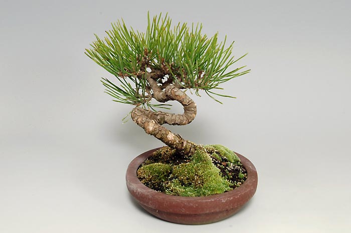 アカマツ-L（あかまつ・赤松）松柏盆栽を右側から見た景色・Pinus densiflora bonsai