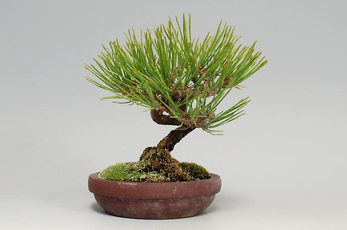 アカマツ-L（あかまつ・赤松）松柏盆栽を左側から見た景色・Pinus densiflora bonsai