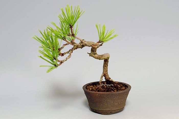 アカマツM（あかまつ・赤松）松柏盆栽の販売と育て方・作り方・Pinus densiflora bonsai
