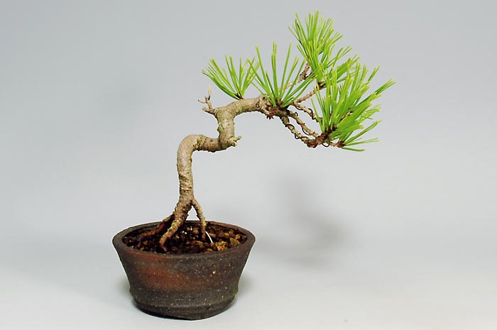 アカマツM（あかまつ・赤松）松柏盆栽を裏側から見た景色・Pinus densiflora bonsai