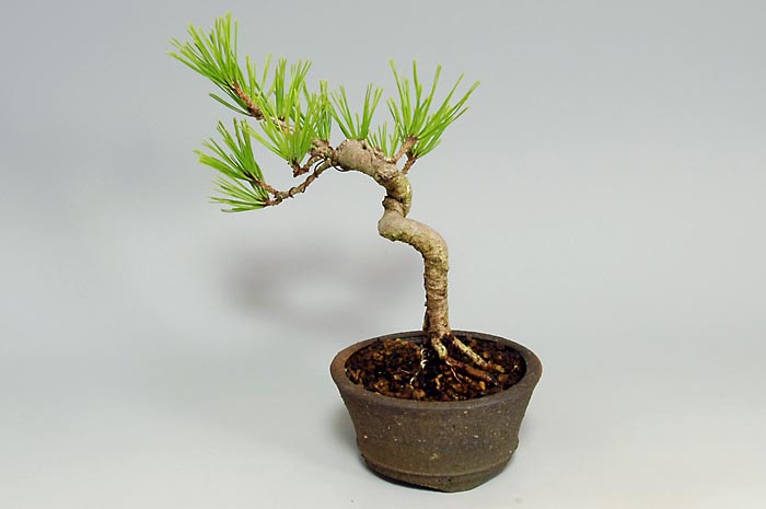 アカマツM（あかまつ・赤松）松柏盆栽を右側から見た景色・Pinus densiflora bonsai