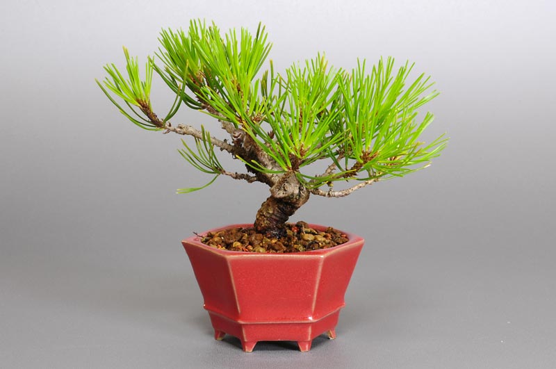 アカマツN（あかまつ・赤松）松柏盆栽の販売と育て方・作り方・Pinus densiflora bonsai
