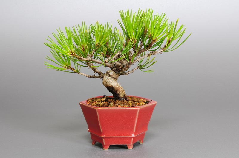 アカマツN（あかまつ・赤松）松柏盆栽を裏側から見た景色・Pinus densiflora bonsai