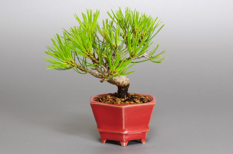 アカマツN（あかまつ・赤松）松柏盆栽を右側から見た景色・Pinus densiflora bonsai