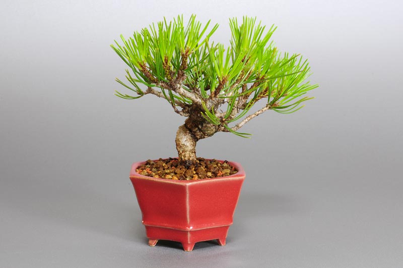 アカマツN（あかまつ・赤松）松柏盆栽を左側から見た景色・Pinus densiflora bonsai