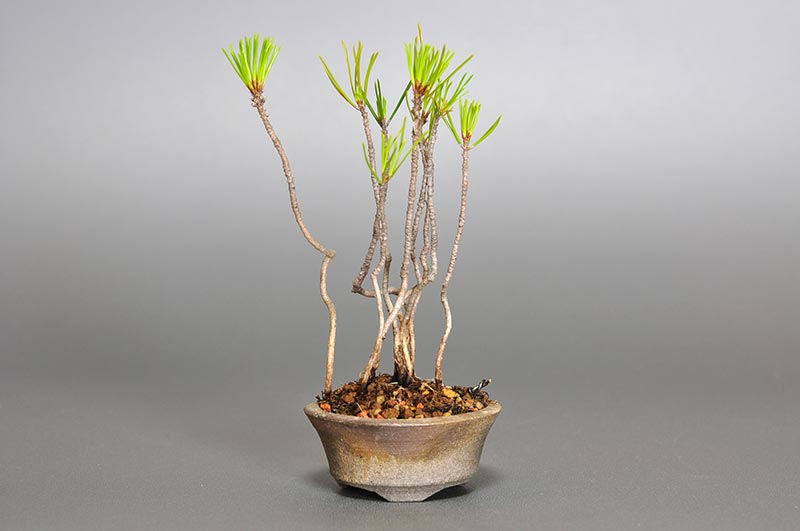 アカマツO-1（あかまつ・赤松）松柏盆栽の販売と育て方・作り方・Pinus densiflora bonsai