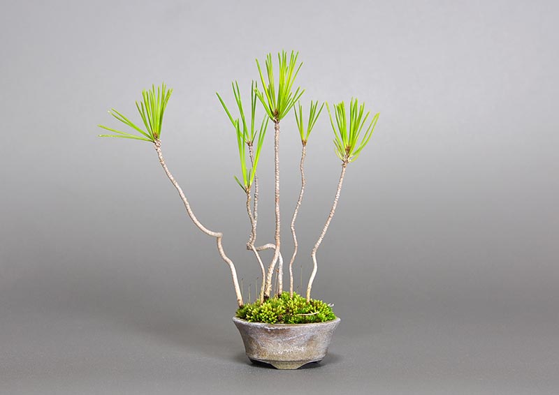 アカマツO（あかまつ・赤松）松柏盆栽の販売と育て方・作り方・Pinus densiflora bonsai