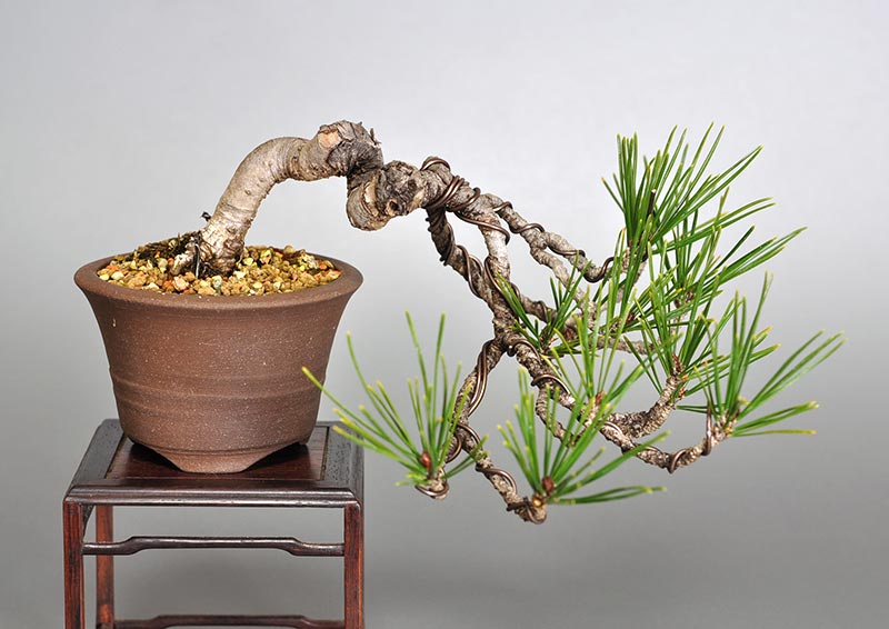 アカマツP（あかまつ・赤松）松柏盆栽の販売と育て方・作り方・Pinus densiflora bonsai