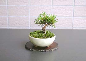 豆盆栽・ゴヨウマツA-1（ごようまつ・五葉松）松柏盆栽の成長記録-1・Pinus parviflora bonsai