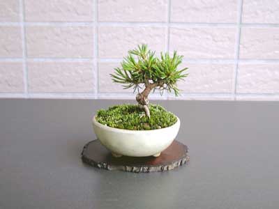 ゴヨウマツA-1（ごようまつ・五葉松）松柏盆栽の販売と育て方・作り方・Pinus parviflora bonsai