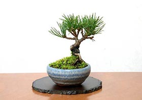 豆盆栽・ゴヨウマツA-2（ごようまつ・五葉松）松柏盆栽の成長記録-1・Pinus parviflora bonsai
