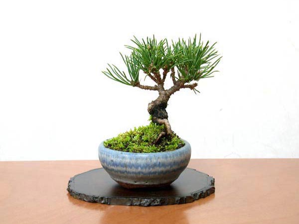 ゴヨウマツA-2（ごようまつ・五葉松）松柏盆栽の販売と育て方・作り方・Pinus parviflora bonsai