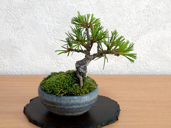 ゴヨウマツA（ごようまつ・五葉松）松柏盆栽の販売と育て方・作り方・Pinus parviflora bonsai