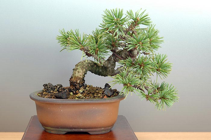 ゴヨウマツF（ごようまつ・五葉松）松柏盆栽の販売と育て方・作り方・Pinus parviflora bonsai