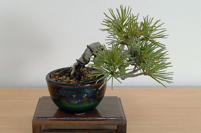 ゴヨウマツH-1（ごようまつ・五葉松）松柏盆栽の販売と育て方・作り方・Pinus parviflora bonsai