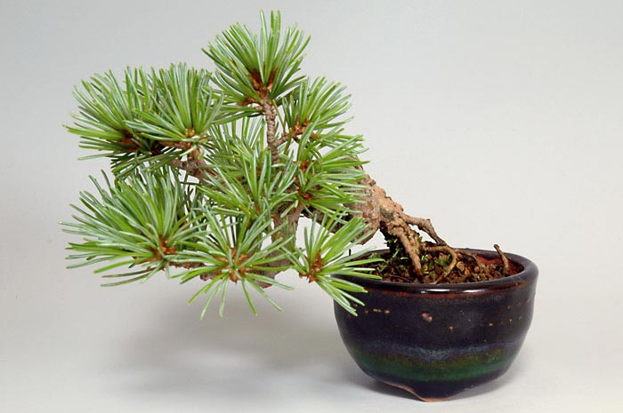 ゴヨウマツH（ごようまつ・五葉松）松柏盆栽の販売と育て方・作り方・Pinus parviflora bonsai