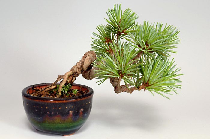 ミニ盆栽・ゴヨウマツH（ごようまつ・五葉松）松柏盆栽を裏側から見た景色・Pinus parviflora bonsai