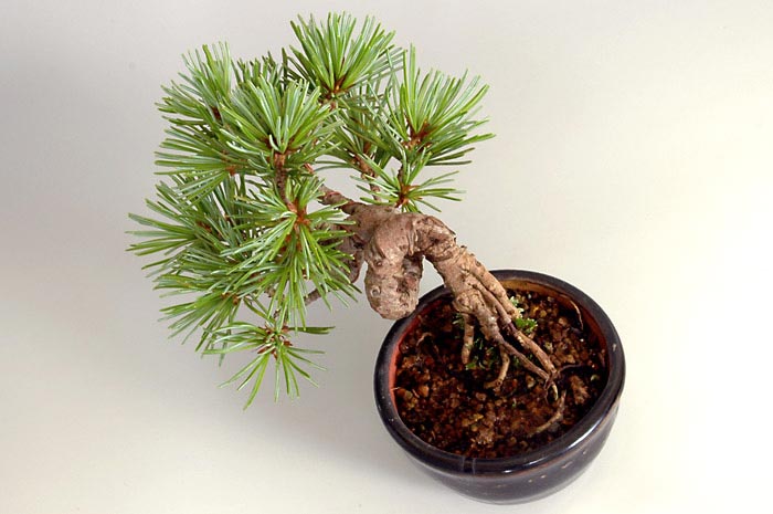 ミニ盆栽・ゴヨウマツH（ごようまつ・五葉松）松柏盆栽を別側から見た景色・Pinus parviflora bonsai