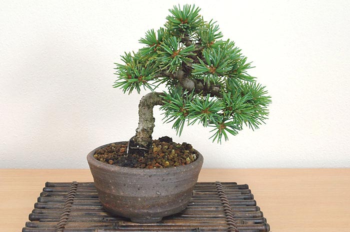 ゴヨウマツ盆栽（ごようまつ・五葉松）ミニ盆栽の今と過去の成長記録と育て方・手入れ・剪定・植え替え・Pinus thunbergii bonsai photo