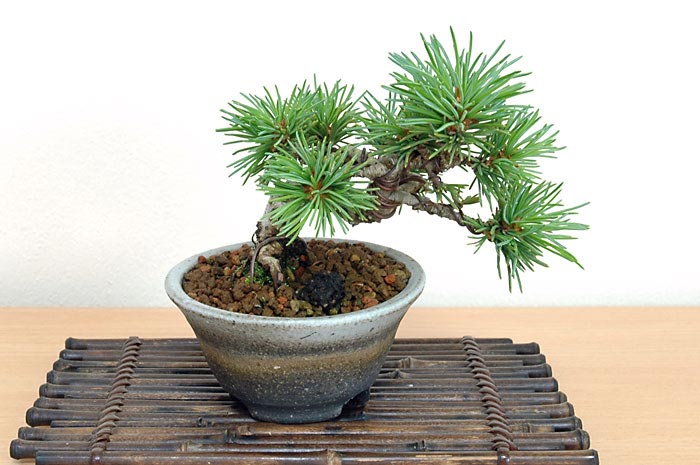 ゴヨウマツJ（ごようまつ・五葉松）松柏盆栽の販売と育て方・作り方・Pinus parviflora bonsai