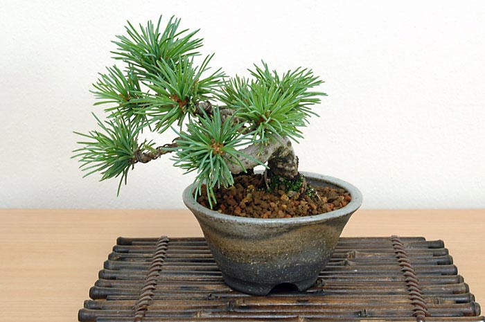豆盆栽・ゴヨウマツJ（ごようまつ・五葉松）松柏盆栽を裏側から見た景色・Pinus parviflora bonsai