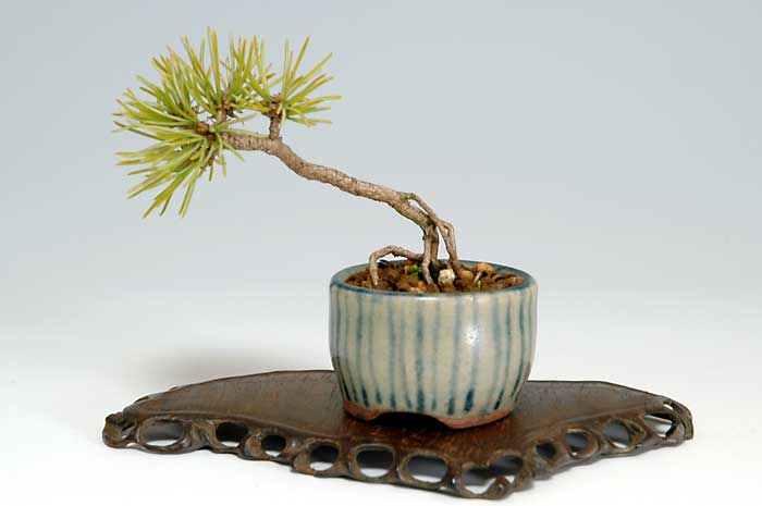 ゴヨウマツK（ごようまつ・五葉松）松柏盆栽の販売と育て方・作り方・Pinus parviflora bonsai