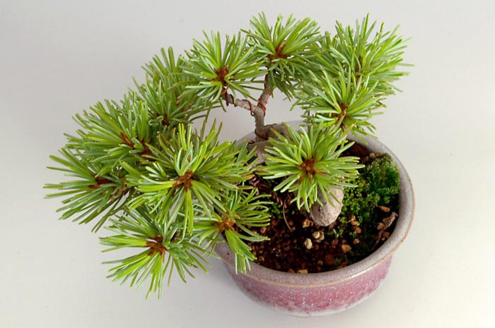 ミニ盆栽・ゴヨウマツL（ごようまつ・五葉松）松柏盆栽を別側から見た景色・Pinus parviflora bonsai