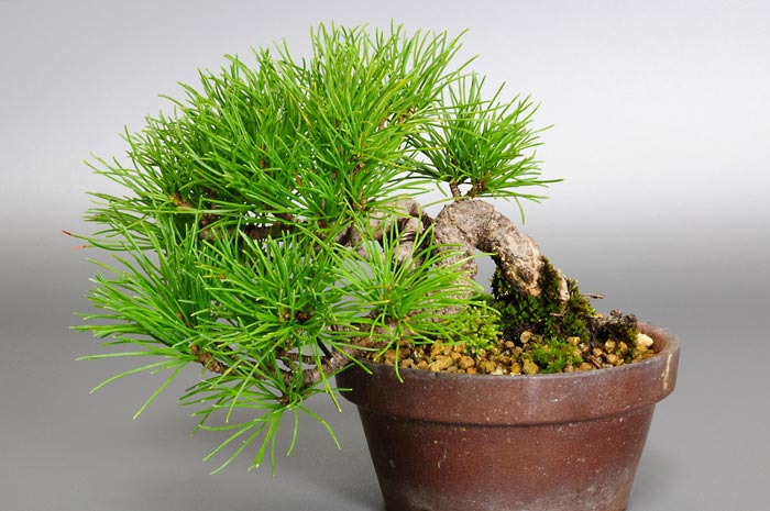 ゴヨウマツM-1（ごようまつ・五葉松）松柏盆栽の販売と育て方・作り方・Pinus parviflora bonsai