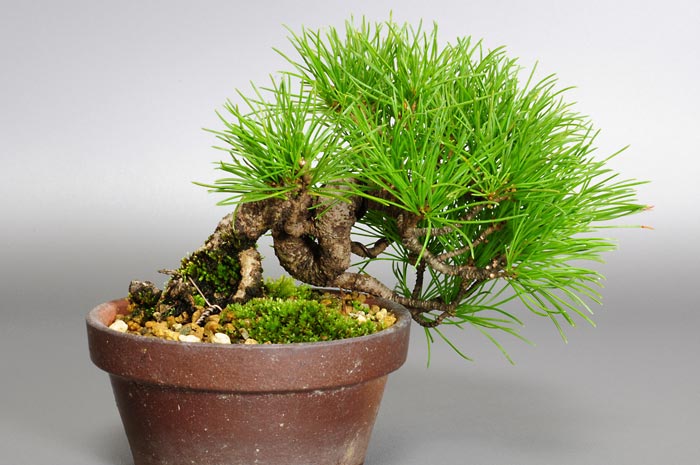 ゴヨウマツM-1（ごようまつ・五葉松）松柏盆栽を裏側から見た景色・Pinus parviflora bonsai