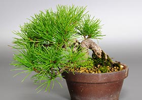 ゴヨウマツM-1（ごようまつ・五葉松）松柏盆栽の成長記録-1・Pinus parviflora bonsai