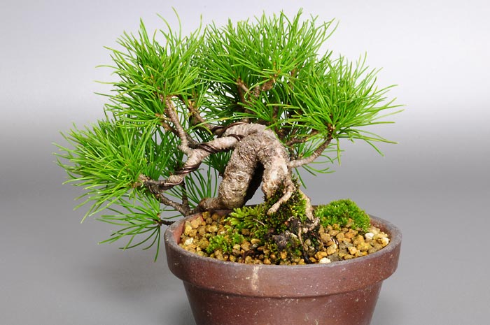 ゴヨウマツM-1（ごようまつ・五葉松）松柏盆栽を右側から見た景色・Pinus parviflora bonsai