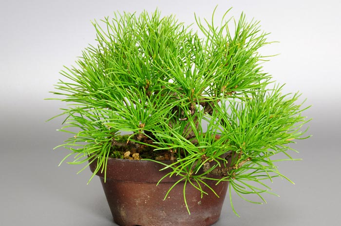 ゴヨウマツM-1（ごようまつ・五葉松）松柏盆栽を左側から見た景色・Pinus parviflora bonsai