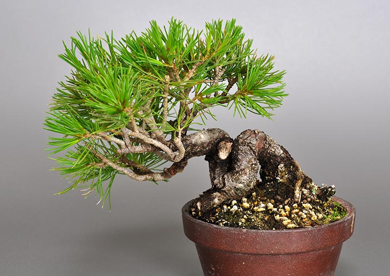 ゴヨウマツM（ごようまつ・五葉松）松柏盆栽の販売と育て方・作り方・Pinus parviflora bonsai