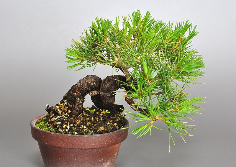 ゴヨウマツM（ごようまつ・五葉松）松柏盆栽を裏側から見た景色・Pinus parviflora bonsai