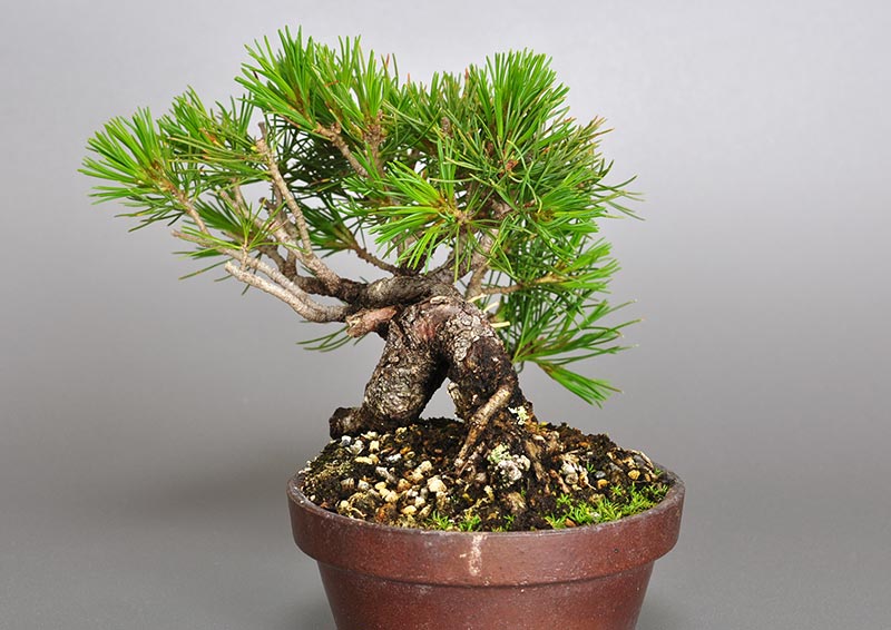 ゴヨウマツM（ごようまつ・五葉松）松柏盆栽を右側から見た景色・Pinus parviflora bonsai