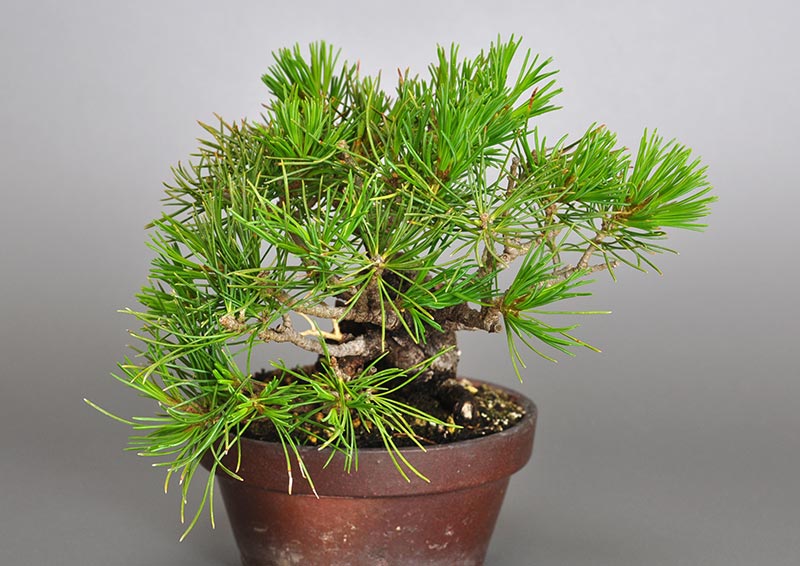 ゴヨウマツM（ごようまつ・五葉松）松柏盆栽を左側から見た景色・Pinus parviflora bonsai