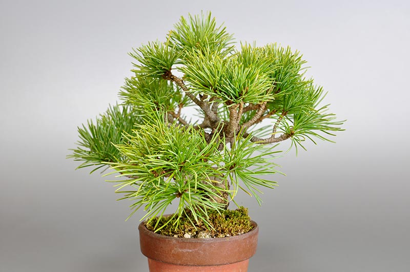 ゴヨウマツN-1（ごようまつ・五葉松）ミニ盆栽を裏側から見た景色・Pinus parviflora bonsai photo