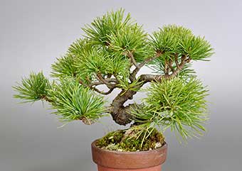 ゴヨウマツ-N-1（ごようまつ・五葉松）松柏盆栽の成長記録・Pinus parviflora bonsai