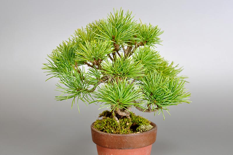 ゴヨウマツN-1（ごようまつ・五葉松）ミニ盆栽を裏側から見た景色・Pinus parviflora bonsai photo