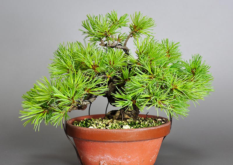 ゴヨウマツ-N（ごようまつ・五葉松）松柏盆栽の販売と育て方・作り方・Pinus parviflora bonsai