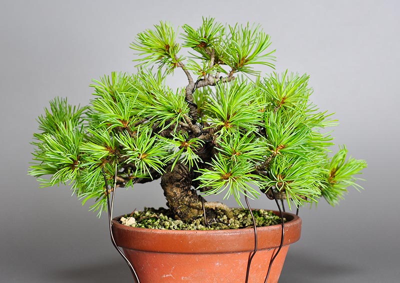 ゴヨウマツ-N（ごようまつ・五葉松）松柏盆栽を裏側から見た景色・Pinus parviflora bonsai