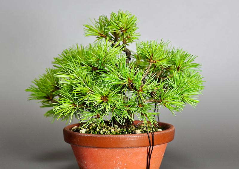 ゴヨウマツ-N（ごようまつ・五葉松）松柏盆栽を右側から見た景色・Pinus parviflora bonsai