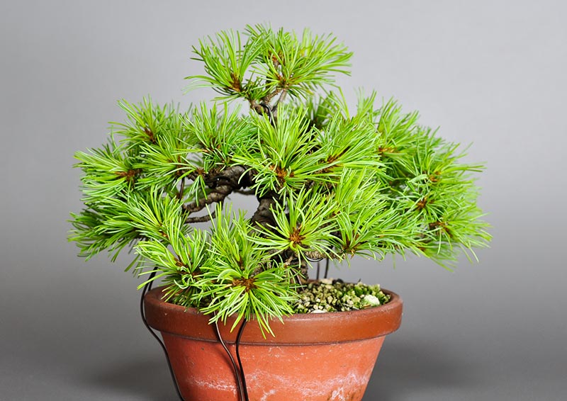 ゴヨウマツ-N（ごようまつ・五葉松）松柏盆栽を左側から見た景色・Pinus parviflora bonsai